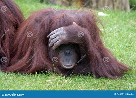 Orangutan playing stock image. Image of face, monkey, grass - 344591