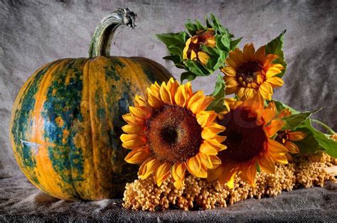 Bright still life with pumpkin and sunflowers | Stock Photo | Colourbox