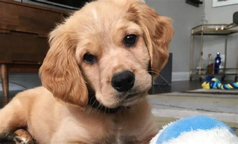 Golden Cocker Retriever - 10 Amazing Things You should Know