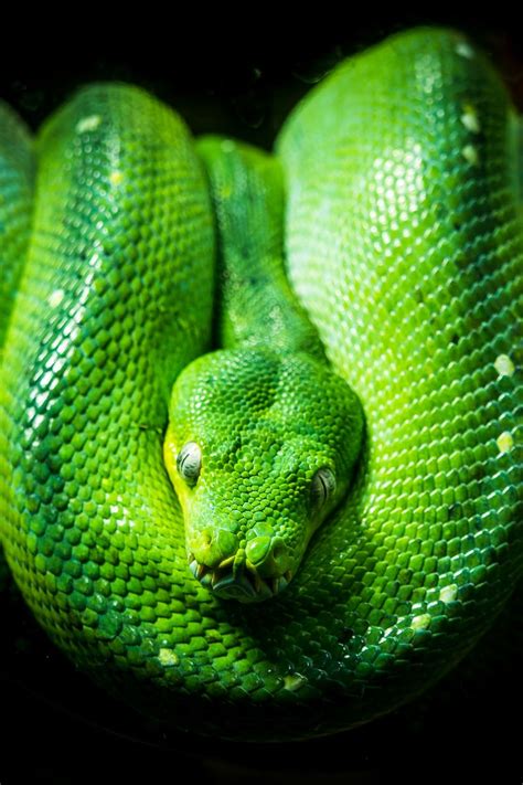 Download wallpaper 800x1200 python, snake, reptile, green iphone 4s/4 for parallax hd background