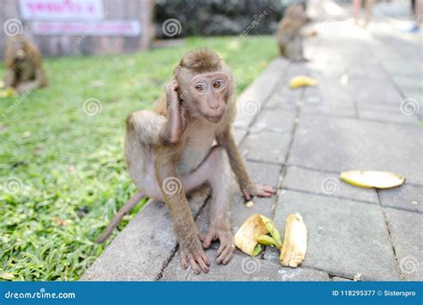 Funny Monkey Eating Banana on Grass Background in Park Stock Image - Image of bali, banana ...