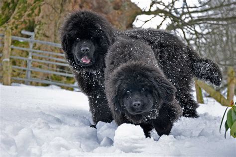 Newfoundland Puppies - Homepage