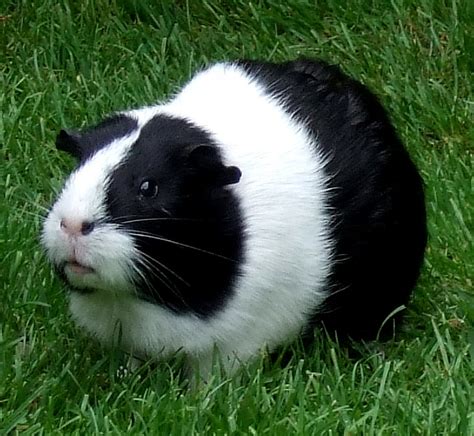 guinea pig names for boys - Pet Orb