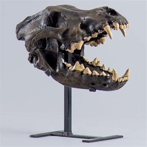 Dire Wolf Fossil Skull (CAST) – SkullStore