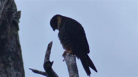 Bat Falcon | MarkEisingBirding