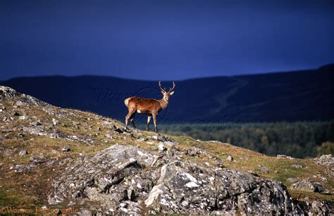 Red Deer stag photo WP03232