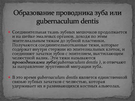 Развитие зубов Гистогенез зубных тканей Алексей Терехов