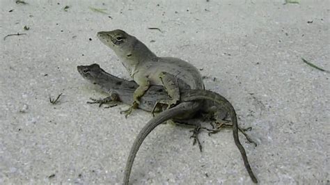 CAUGHT TWO LIZARDS MATING - YouTube