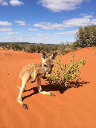 The Kangaroo Sanctuary (Alice Springs): 2018 ALL You Need to Know Before You Go (with Photos)