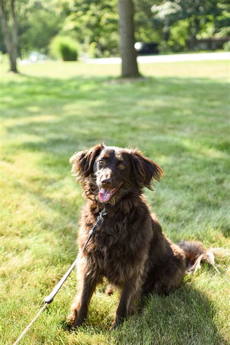 Boykin Spaniel - Canine HQ