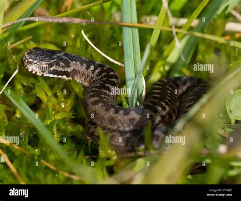 Young adder hi-res stock photography and images - Alamy