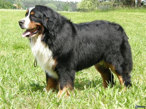 Berner Sennenhund