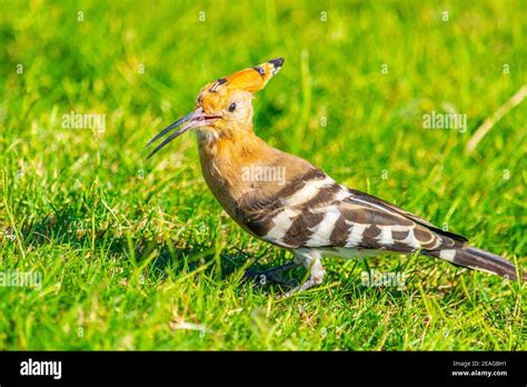 Hoopoe, a national bird of Israel, in Tel Aviv Stock Photo - Alamy