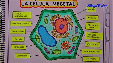 La CÉLULA VEGETAL y sus partes / PLANT CELL and their parts - YouTube