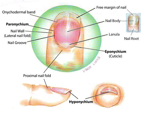 Nail Anatomy - The Plastic- Reconstructive Surgery- Burns- Blog | India