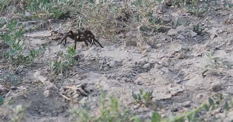 Spooky Sight In Southern Colorado As Tarantulas Continue Migration - CBS Colorado