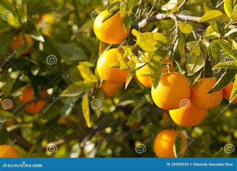 Valencia orange trees stock image. Image of citrus, mandarin - 28998329