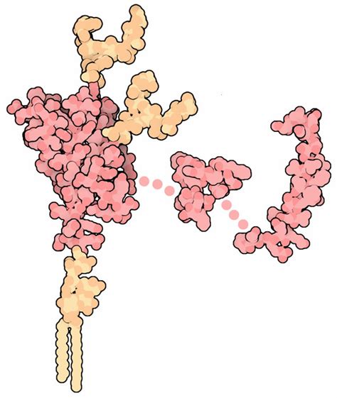 PDB-101: Molecule of the Month: Prions