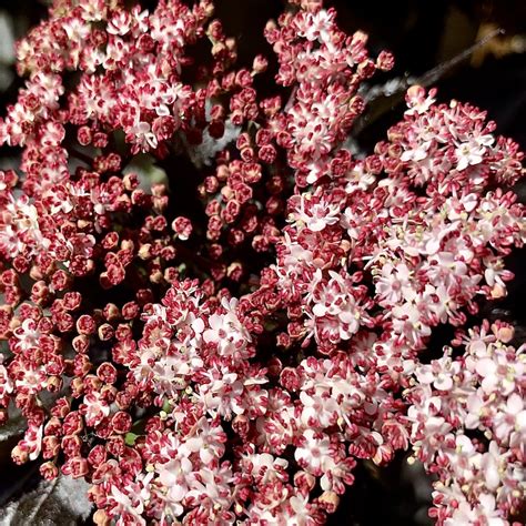 Sambucus nigra 'Black Lace' - Big Plant Nursery