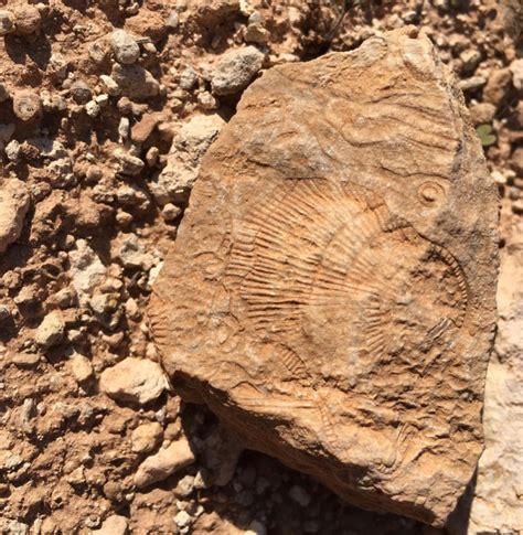 Fossils Archives • Flinders Ranges Field Naturalists