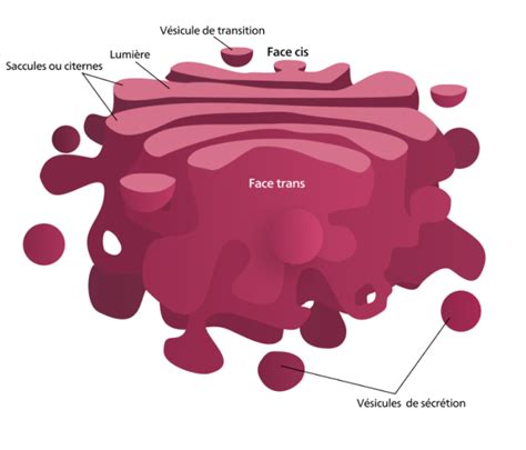 Appareil de Golgi – v.l.c. research – OPHYS