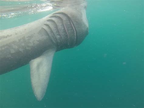 Basking Shark Scotland (Oban) - 2020 All You Need to Know Before You Go (with Photos) - Oban ...