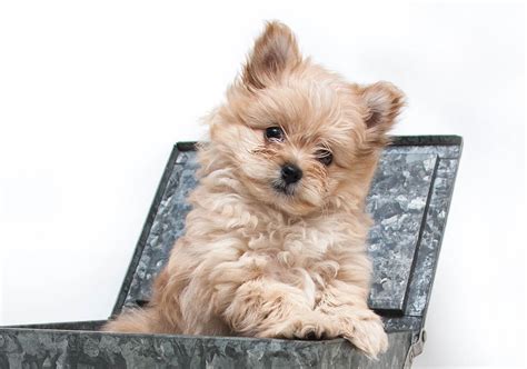 Pomeranian Cross Toy Poodle Puppies | Wow Blog