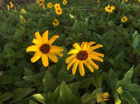 Identify Yellow Perennial Flowers | Best Flower Site