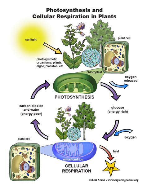 Cellular Respiration In Animals