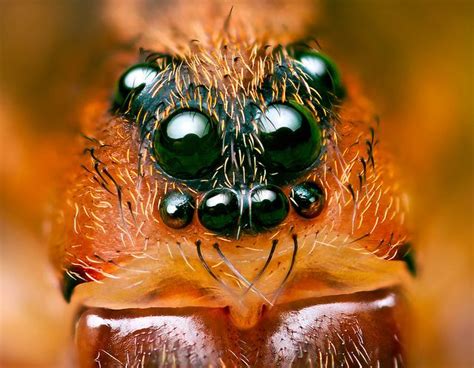 65 best spider eyes images on Pinterest | Beautiful bugs, Beautiful creatures and Bugs