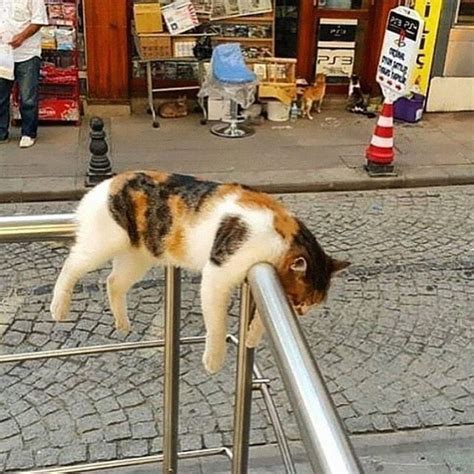 40 Cats That Fell Asleep In The Weirdest Places (New Pics) | Bored Panda