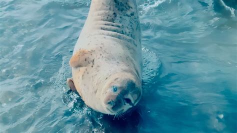 Rare Animals in China: Spotted Seal - CGTN