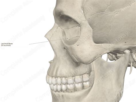 Lacrimal Bone | Complete Anatomy