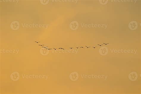 birds flying into sunset sky 18848789 Stock Photo at Vecteezy