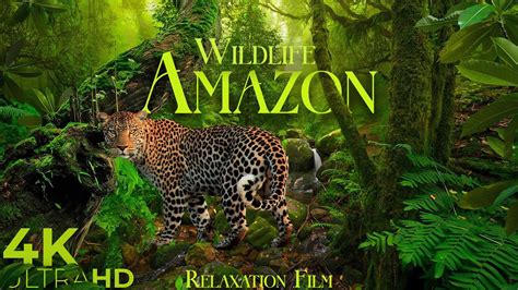 Amazon Wildlife 4K • Scenic Relaxation Film with Peaceful Relaxing ...