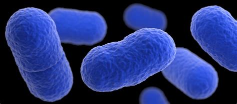 Listeria (Listeriosis) | Listeria | CDC