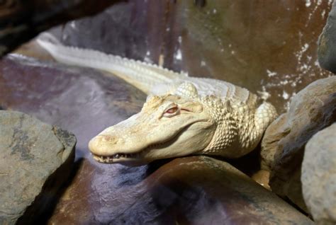 Buaya Albino Foto Stok - Unduh Gambar Sekarang - Albinisme, Aligator, Warna putih - iStock