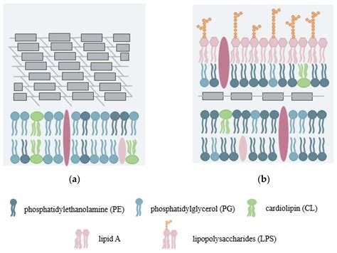 Phosphatidylethanolamine Membrane