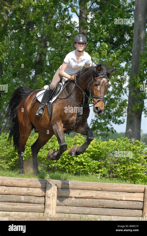 jumping Holsteiner horse Stock Photo - Alamy