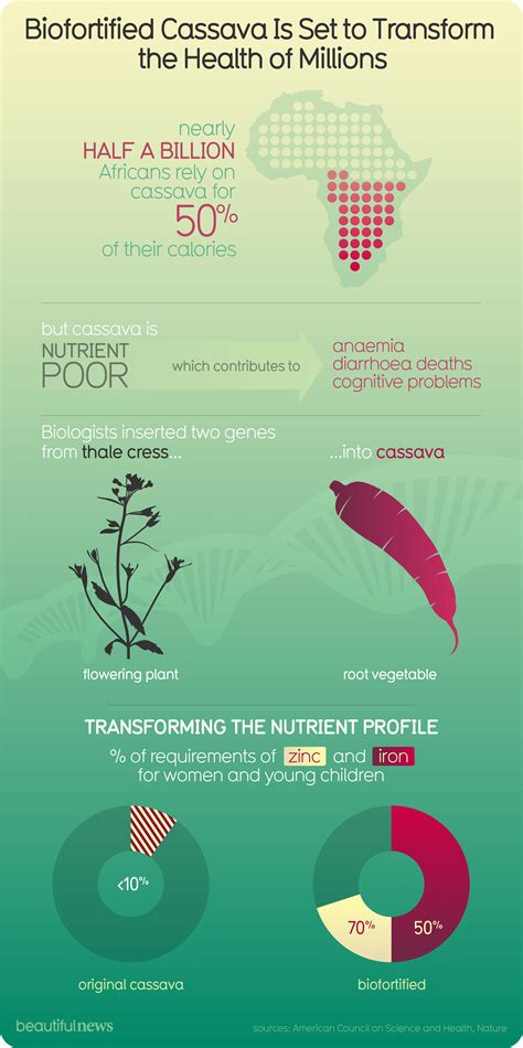 Biofortified Cassava Is Set to Transform the Health of Millions ...