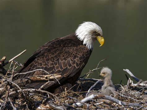 An Incredible Assembly of 4K Eagle Pictures: 999+ Spectacular Images of Eagles