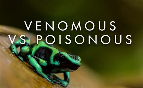 Venomous vs Poisonous