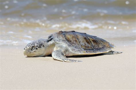 Kemp's Ridley sea turtles nesting season along the TX Gulf Coast