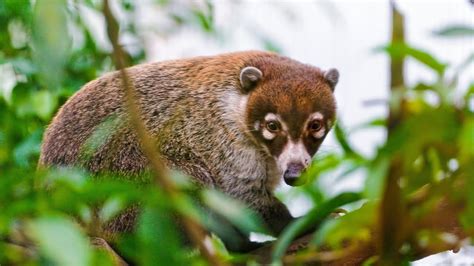 Incredible Coati Facts | Coati Predators and Threats | Coati Reproduction, Babies, and Lifespan ...