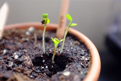 Sprout Pencil Stubs Begin New Lives as Plants - GetdatGadget