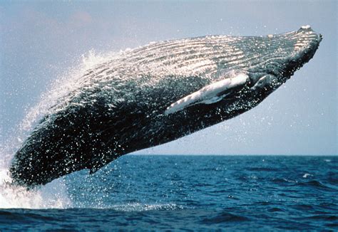 Humpback whales