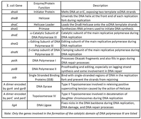 24.1: DNA Replication - Biology LibreTexts
