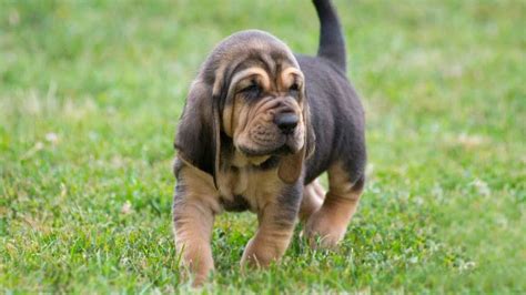 59 Best Bloodhound Dog Names – Male & Female!