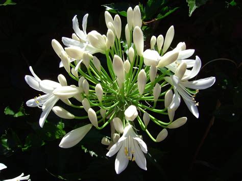 How to Grow Agapanthus in Pots (Complete Guide) - Gardenisms