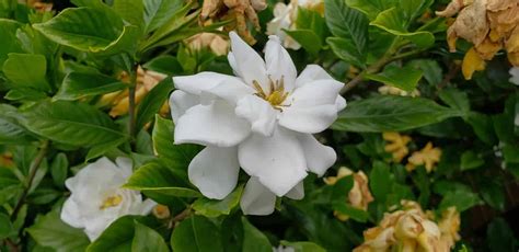 Gardenia Flower [Complete Care Guide & Uses] - Plants Craze